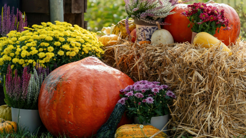 Harvest Season: Where to Find Local Farms and Fall Flavors | Carolina One Real Estate